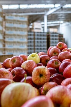 перевозка свежих продуктов